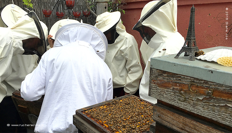 Notre stage  d'apiculture en ruche Warré à Paris, le 7 Mai 2016